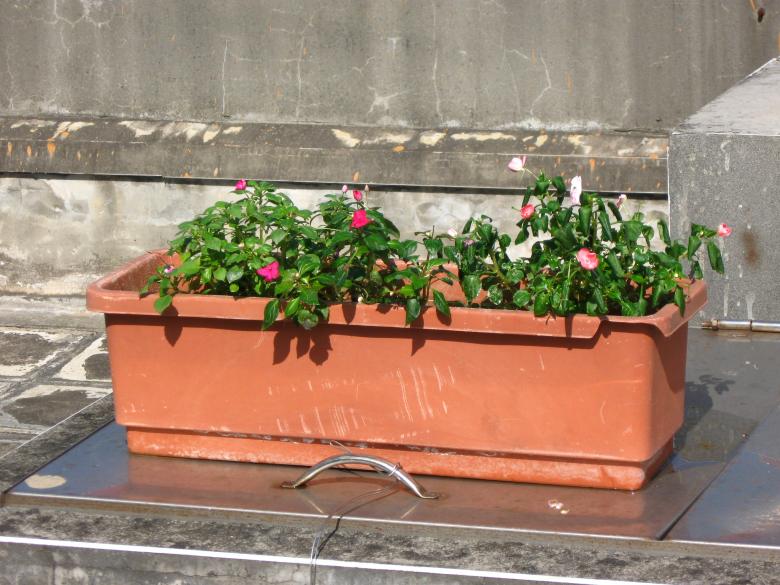 Free stock image of Flowers in Trough-Shaped Pot created by pmao