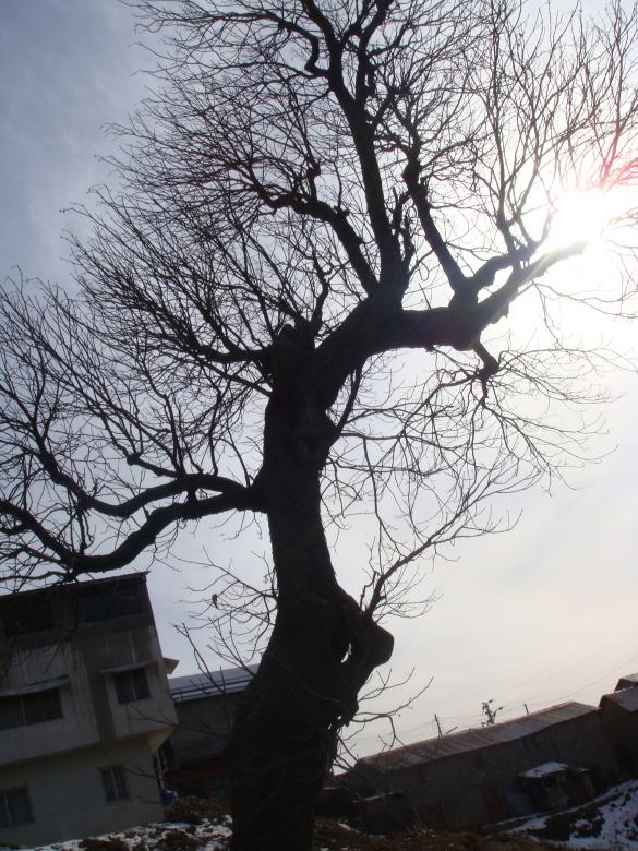 Free stock image of Tree created by Ali Haider