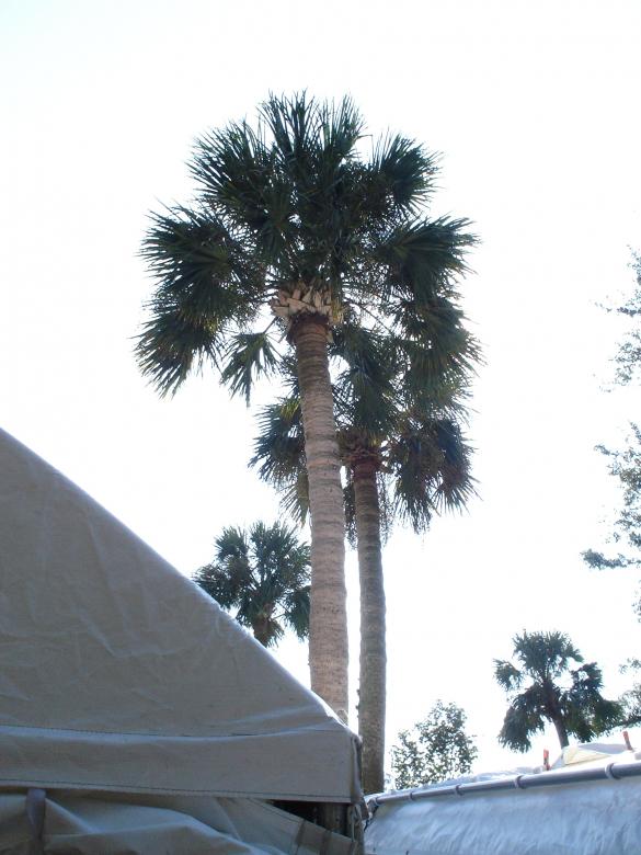 Free stock image of Palm Tree created by Thom Parkin
