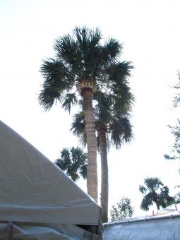 Palm Tree