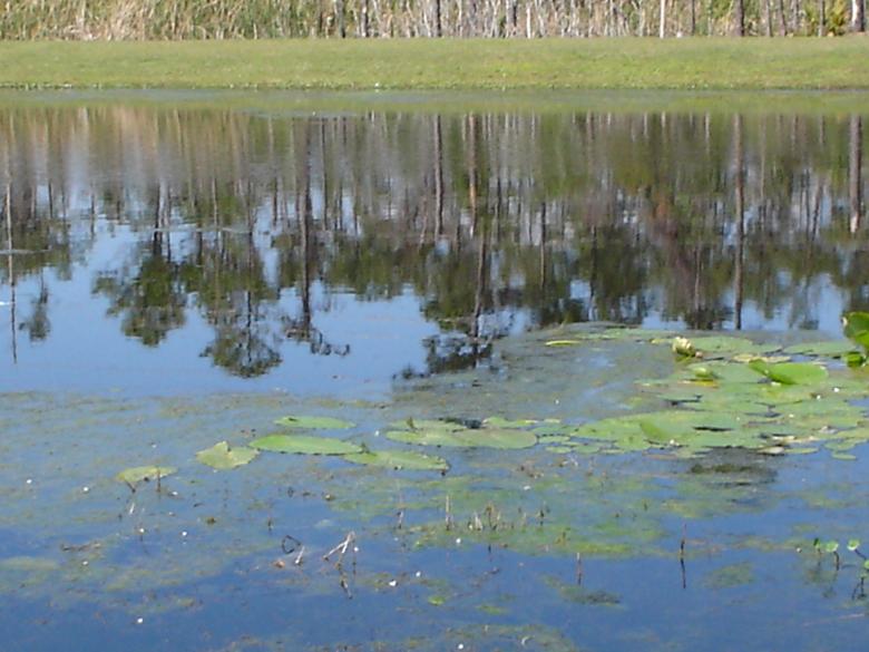 Free stock image of Lily Pads on Lake created by Thom Parkin