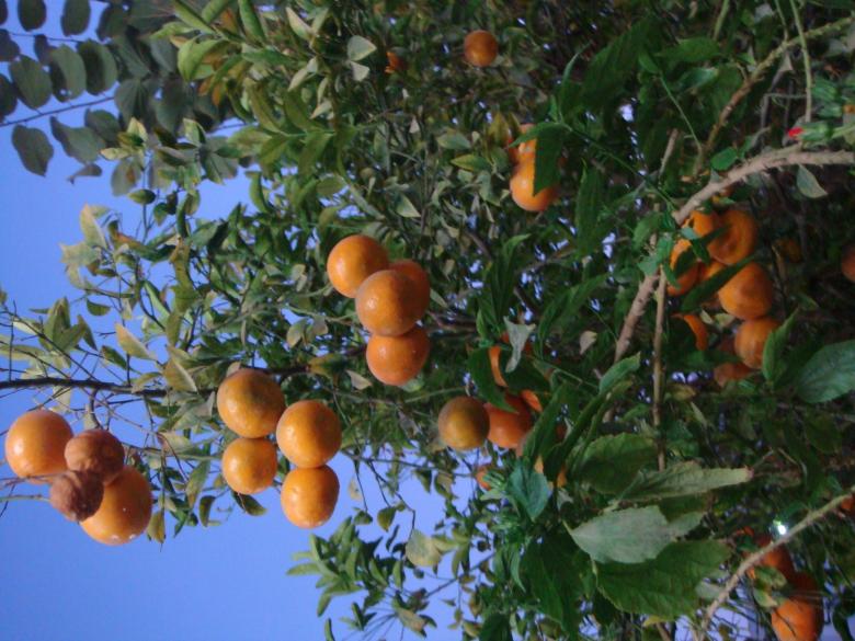 Free stock image of Orange tree created by Ali Haider