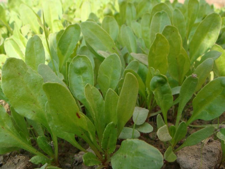 Free stock image of Vegetable plants created by Ali Haider