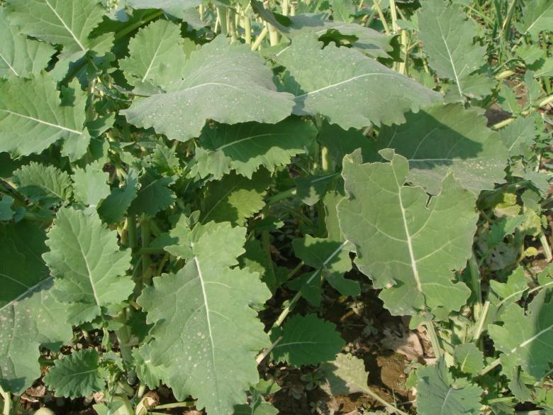 Free stock image of Vegetable plants created by Ali Haider