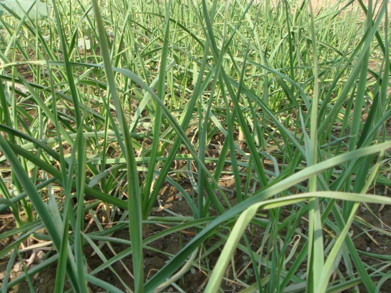 Free stock image of Green grass created by Ali Haider