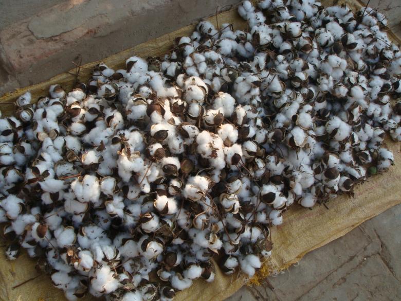 Free stock image of Cotton crops created by Ali Haider