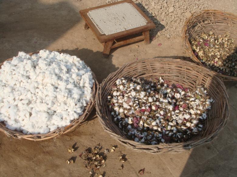 Free stock image of Cotton crops created by Ali Haider