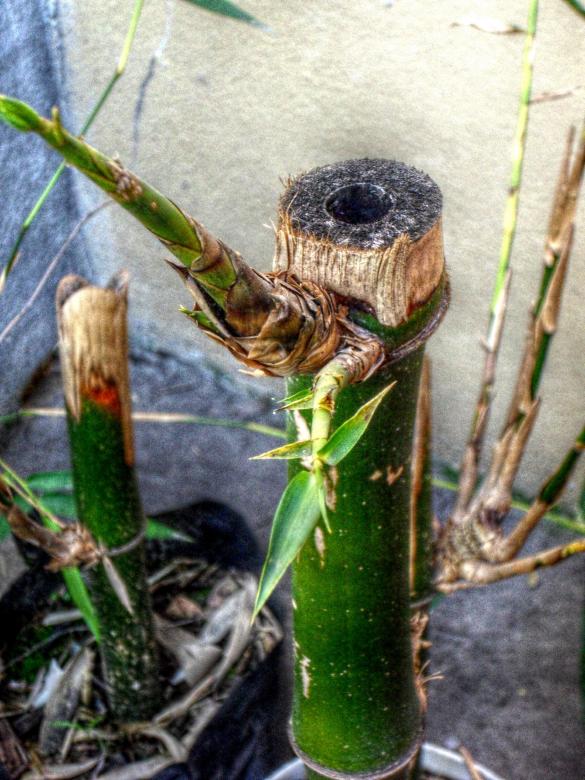 Free stock image of Bamboo plant created by homero chapa