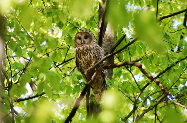 Free stock image of Owl created by Cofaru Alexandru