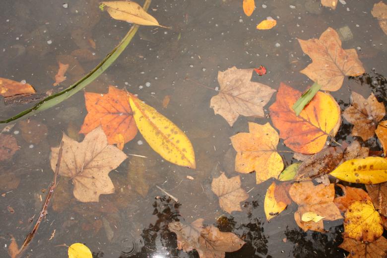 Free stock image of Fall leaves created by Tosha McCandless