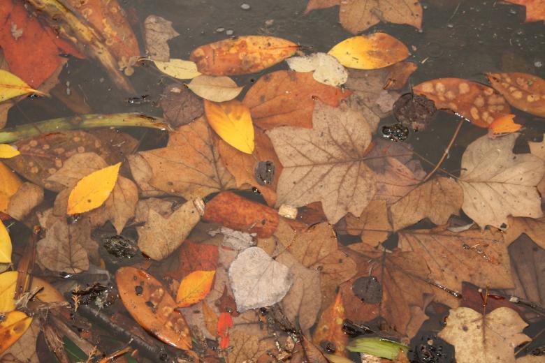 Free stock image of Fall leaves created by Tosha McCandless