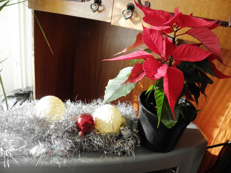 Free stock image of Christmas decoration created by Yuliy Ganev