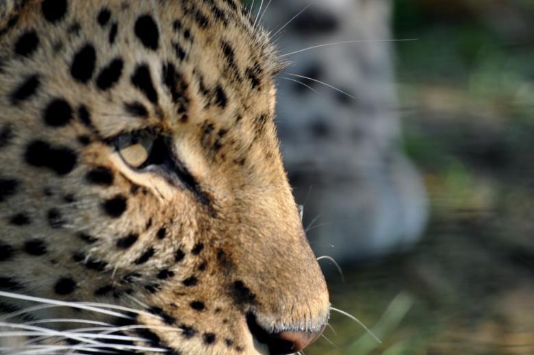 Free stock image of Leopard created by Robin