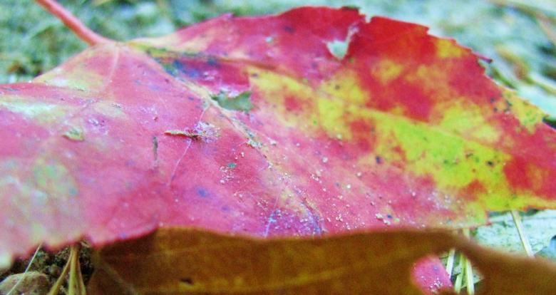 Free stock image of Maple leaf created by Rebecca Holske