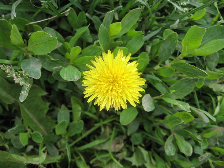 Free stock image of Spring created by Chovita