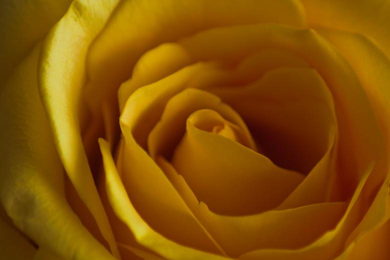 Free stock image of Rose Core created by Farflay