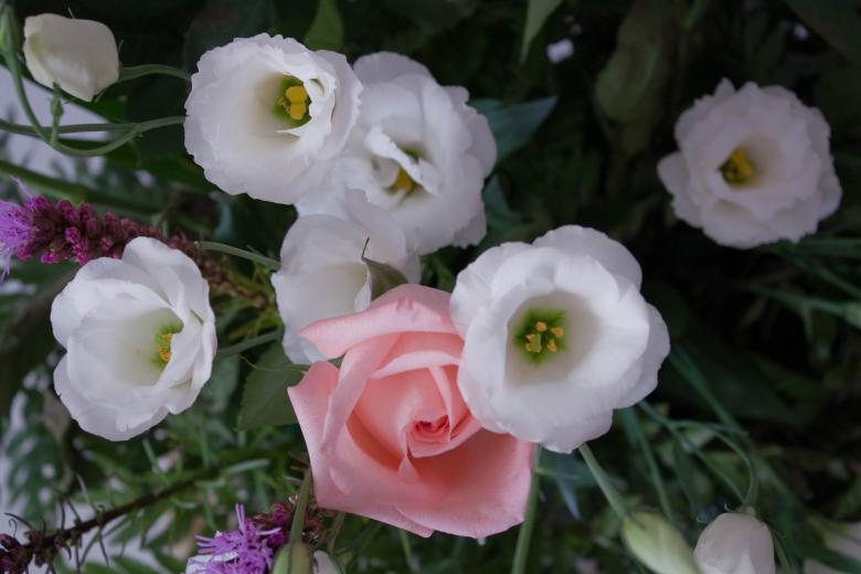 Free stock image of Beautiful Roses created by Farflay