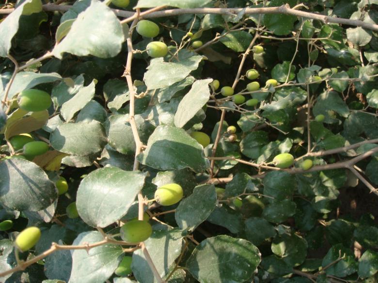 Free stock image of Mango Tree created by Ali Haider