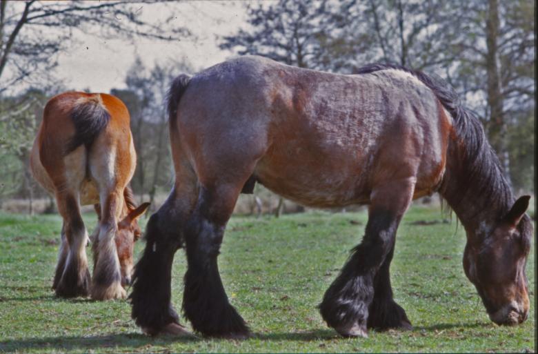 Free stock image of Horses created by MUNCH PIERRE