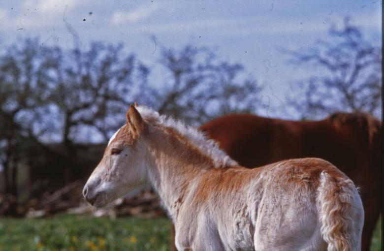 Free stock image of Horses created by MUNCH PIERRE