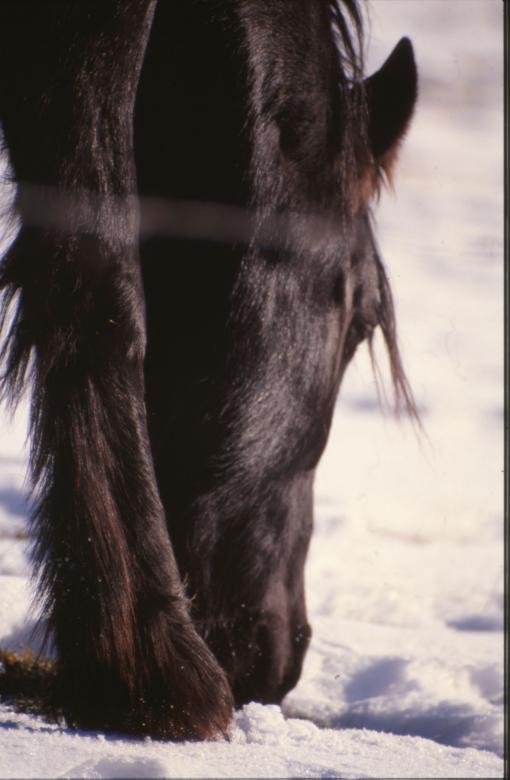 Free stock image of Horse created by MUNCH PIERRE