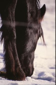Horse - Free Stock Photo