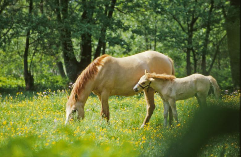 Free stock image of Horses created by MUNCH PIERRE