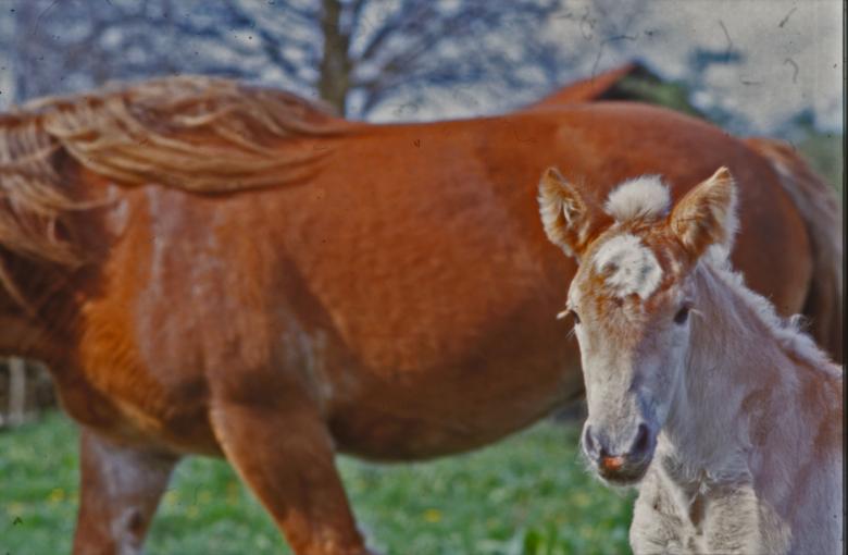Free stock image of Horses created by MUNCH PIERRE