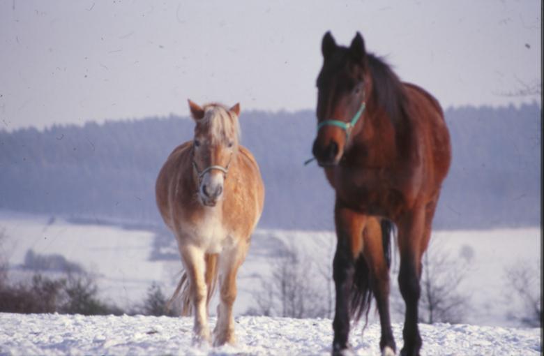 Free stock image of Horses created by MUNCH PIERRE