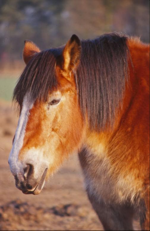 Free stock image of Horse created by MUNCH PIERRE