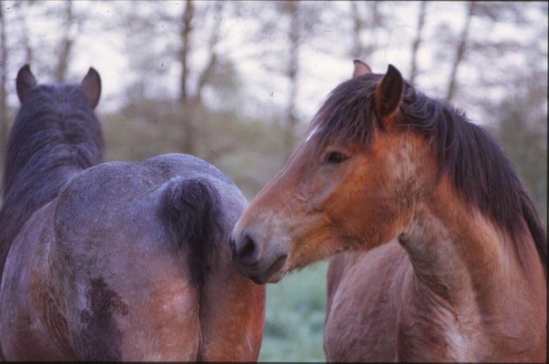 Free stock image of Horses created by MUNCH PIERRE