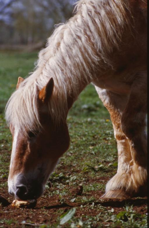 Free stock image of Horse created by MUNCH PIERRE