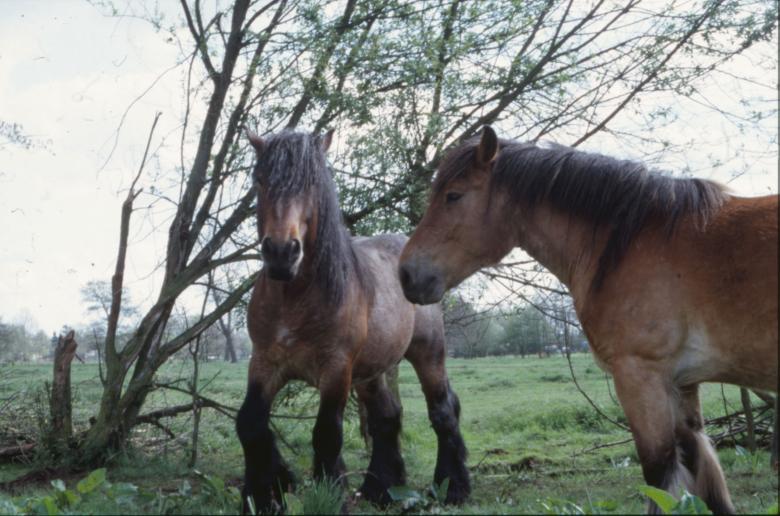 Free stock image of Horses created by MUNCH PIERRE