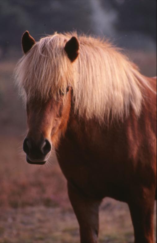 Free stock image of Horse created by MUNCH PIERRE
