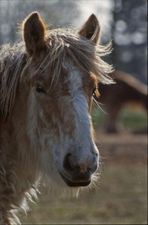 Free stock image of Horse created by MUNCH PIERRE