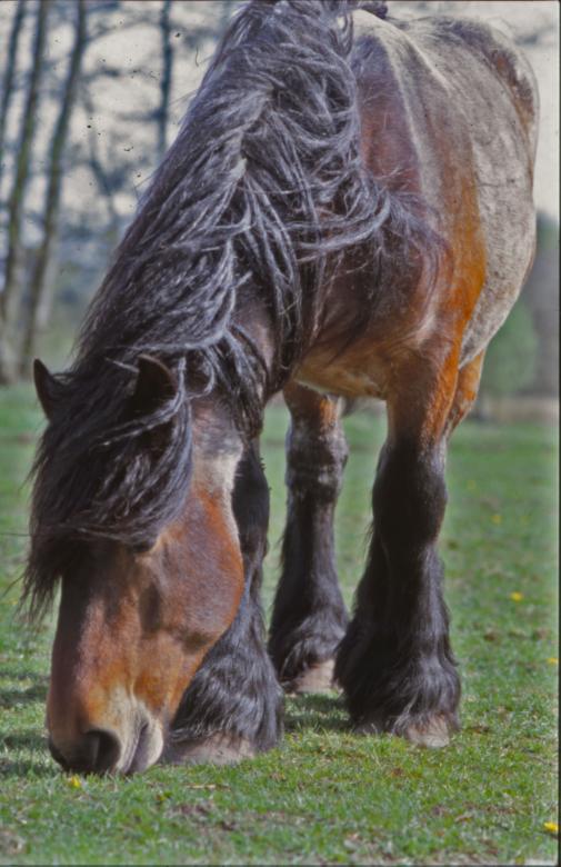 Free stock image of Horse created by MUNCH PIERRE