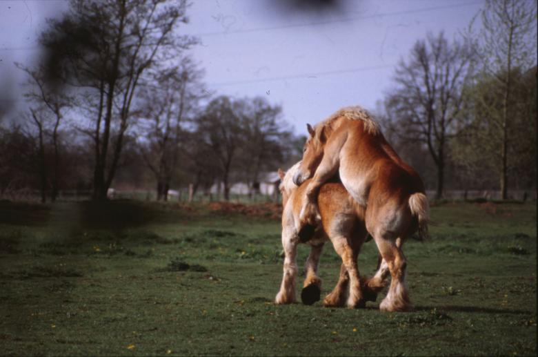 Free stock image of Horse created by MUNCH PIERRE