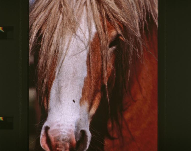 Free stock image of Horse created by MUNCH PIERRE