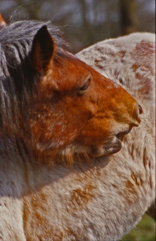 Free stock image of Horses created by MUNCH PIERRE