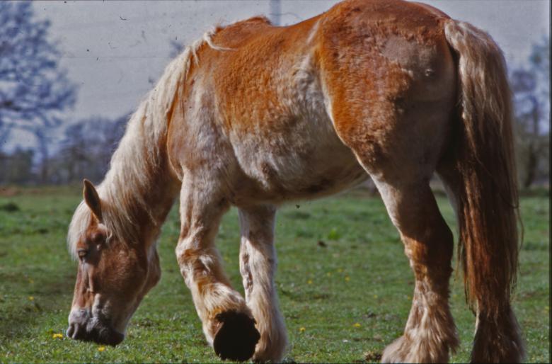 Free stock image of Horse created by MUNCH PIERRE