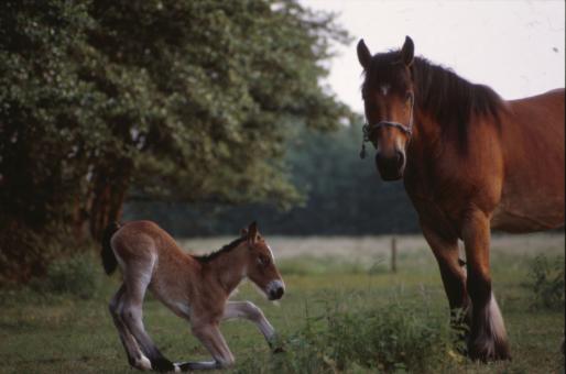 Horses - Free Stock Photo
