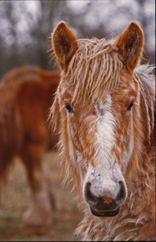 Free stock image of Horses created by MUNCH PIERRE