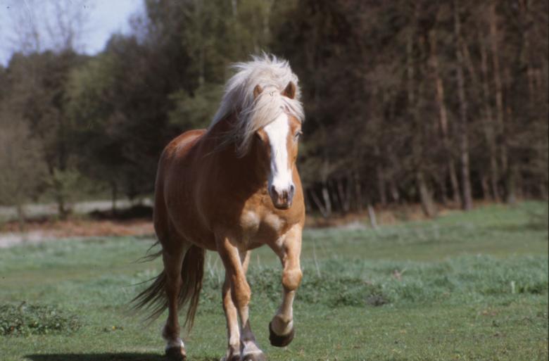 Free stock image of Horse created by MUNCH PIERRE
