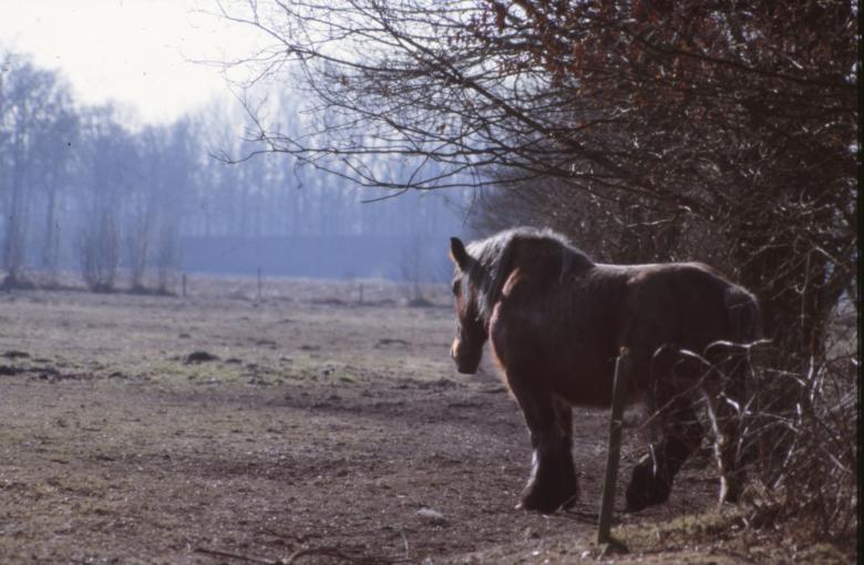 Free stock image of Horse created by MUNCH PIERRE