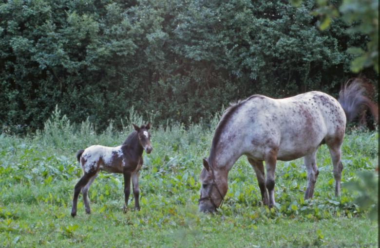 Free stock image of Horses created by MUNCH PIERRE
