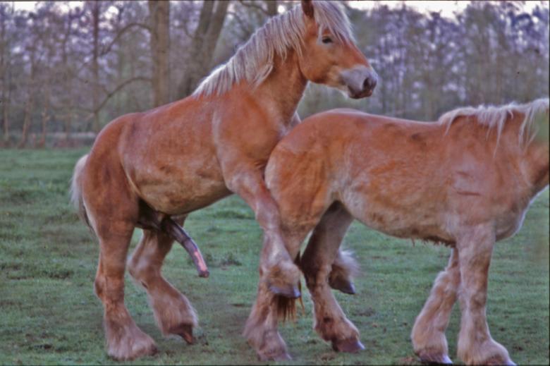 Free stock image of Horses created by MUNCH PIERRE