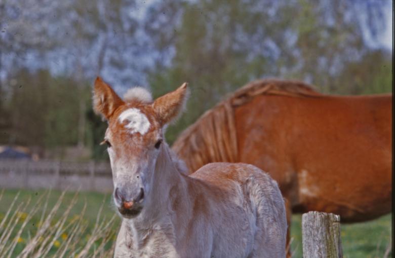 Free stock image of Horses created by MUNCH PIERRE