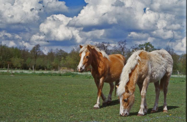 Free stock image of Horses created by MUNCH PIERRE