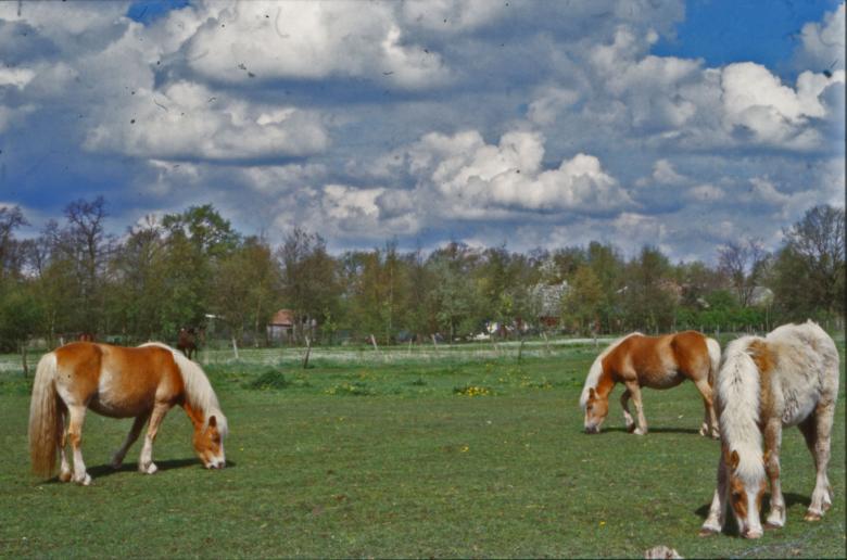 Free stock image of Horses created by MUNCH PIERRE
