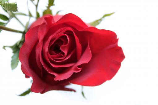 Open Red Rose - Free Stock Photo